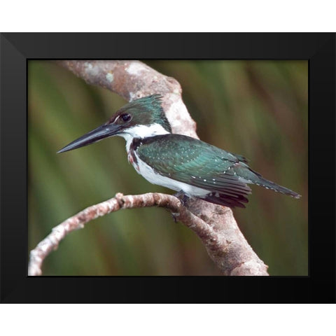 Brazil, Pantanal Green kingfisher on tree limb Black Modern Wood Framed Art Print by Williams, Joanne