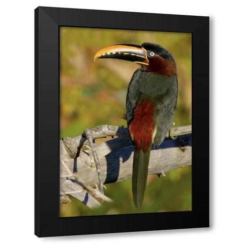 Brazil, Pantanal Chestnut-eared aracari on tree Black Modern Wood Framed Art Print by Williams, Joanne