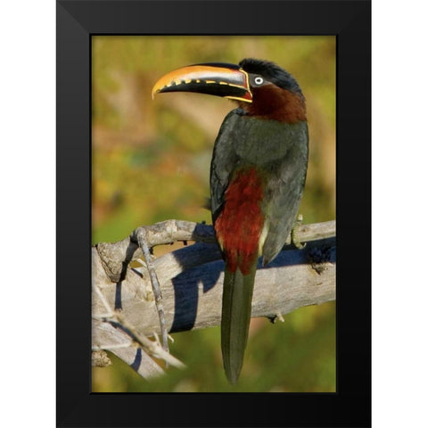 Brazil, Pantanal Chestnut-eared aracari on tree Black Modern Wood Framed Art Print by Williams, Joanne
