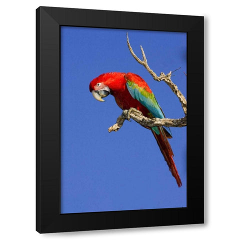 Brazil, Pantanal Red and green macaw Black Modern Wood Framed Art Print by Williams, Joanne