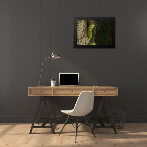 Brazil, Pantanal White-eyed parakeet in tree Black Modern Wood Framed Art Print by Williams, Joanne