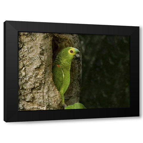 Brazil, Pantanal White-eyed parakeet in tree Black Modern Wood Framed Art Print with Double Matting by Williams, Joanne