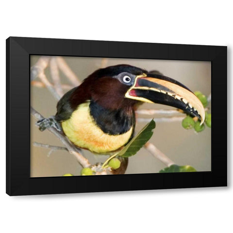 Brazil, Pantanal wetlands Chestnut-eared aracari Black Modern Wood Framed Art Print with Double Matting by Williams, Joanne
