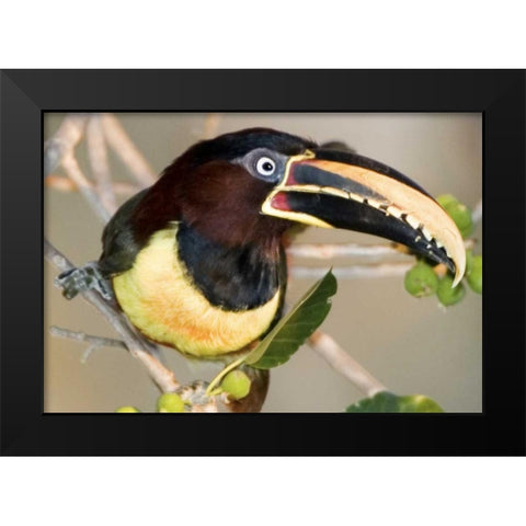 Brazil, Pantanal wetlands Chestnut-eared aracari Black Modern Wood Framed Art Print by Williams, Joanne