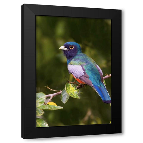 Brazil The blue-crowned trogon in a wetland Black Modern Wood Framed Art Print with Double Matting by Williams, Joanne