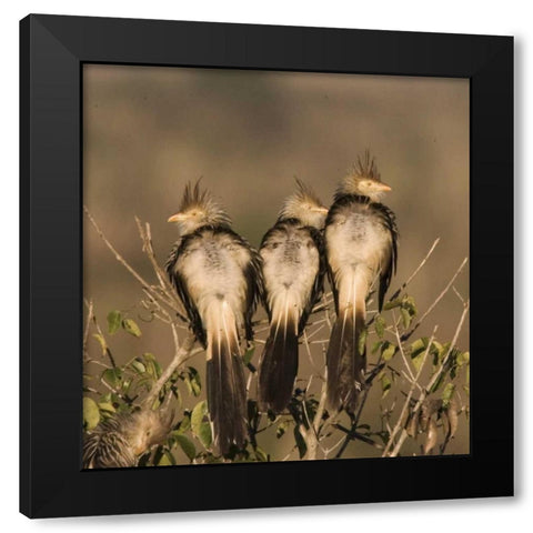 Brazil Three guira cuckoos on a limb Black Modern Wood Framed Art Print by Williams, Joanne
