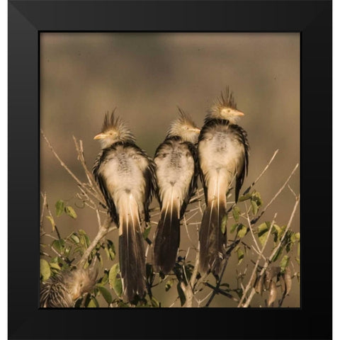 Brazil Three guira cuckoos on a limb Black Modern Wood Framed Art Print by Williams, Joanne