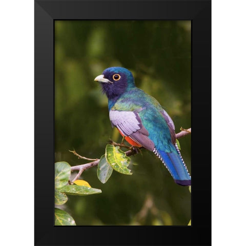 Brazil, Pantanal Blue-crowned trogan on limb Black Modern Wood Framed Art Print by Williams, Joanne