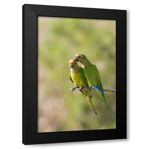 Brazil, Pantanal Peach-fronted parakeets on limb Black Modern Wood Framed Art Print with Double Matting by Williams, Joanne