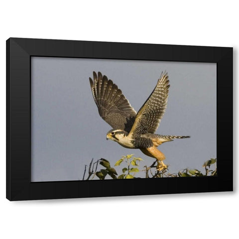 Brazil, Pantanal American kestrel takes flight Black Modern Wood Framed Art Print by Williams, Joanne