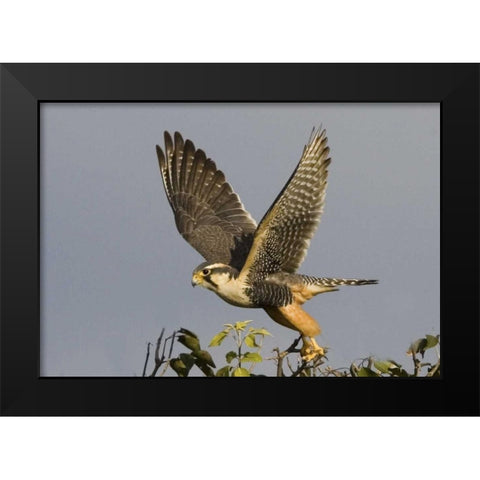 Brazil, Pantanal American kestrel takes flight Black Modern Wood Framed Art Print by Williams, Joanne