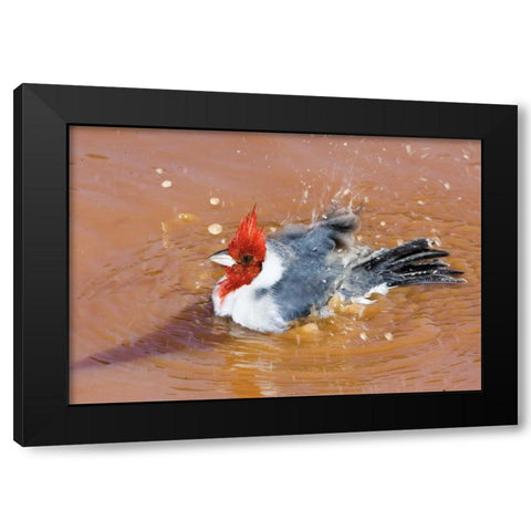Brazil, Pantanal Red-crested cardinal bathing Black Modern Wood Framed Art Print by Williams, Joanne