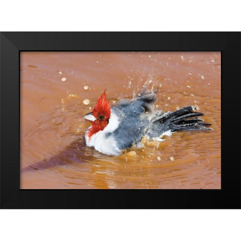 Brazil, Pantanal Red-crested cardinal bathing Black Modern Wood Framed Art Print by Williams, Joanne
