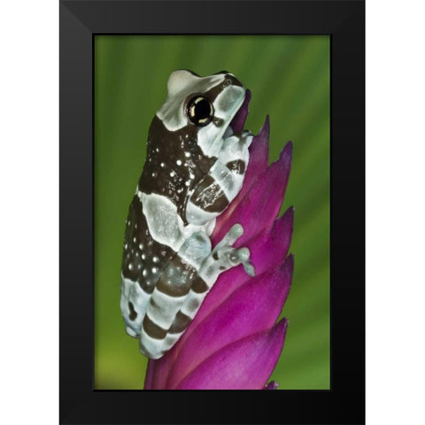 Brazil, Amazon Basin Amazon milk frog Black Modern Wood Framed Art Print by Flaherty, Dennis