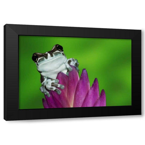 Brazil, Amazon Basin Amazon milk frog Black Modern Wood Framed Art Print with Double Matting by Flaherty, Dennis