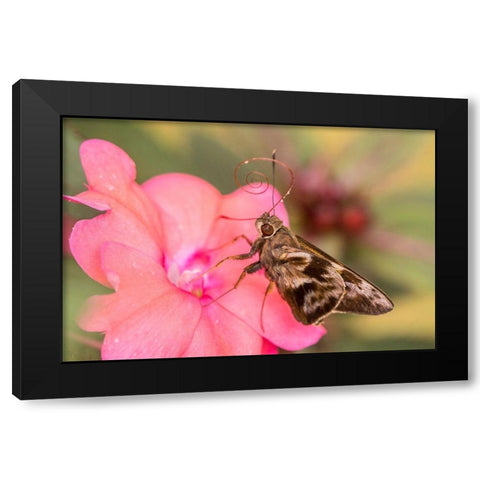 Brazil-Iguazu Falls National Park Skipper butterfly feeding on flower  Black Modern Wood Framed Art Print with Double Matting by Jaynes Gallery