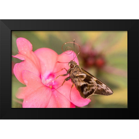 Brazil-Iguazu Falls National Park Skipper butterfly feeding on flower  Black Modern Wood Framed Art Print by Jaynes Gallery