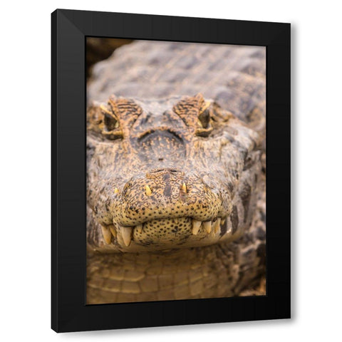 Brazil-Pantanal Jacare caiman reptile in water  Black Modern Wood Framed Art Print with Double Matting by Jaynes Gallery