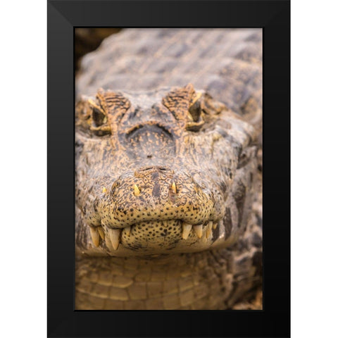 Brazil-Pantanal Jacare caiman reptile in water  Black Modern Wood Framed Art Print by Jaynes Gallery