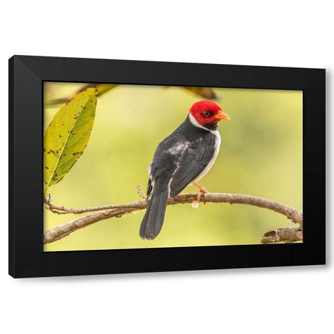 Brazil-Pantanal Yellow-billed cardinal on limb  Black Modern Wood Framed Art Print by Jaynes Gallery