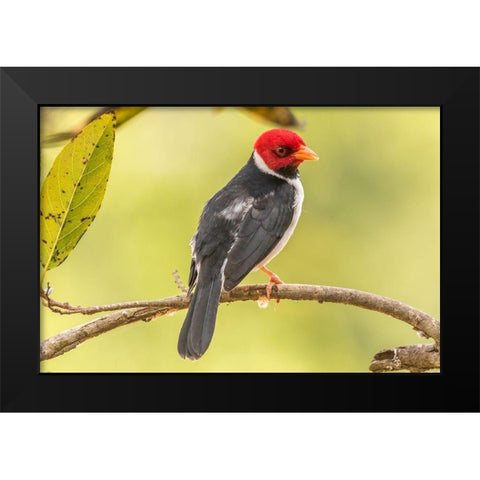 Brazil-Pantanal Yellow-billed cardinal on limb  Black Modern Wood Framed Art Print by Jaynes Gallery