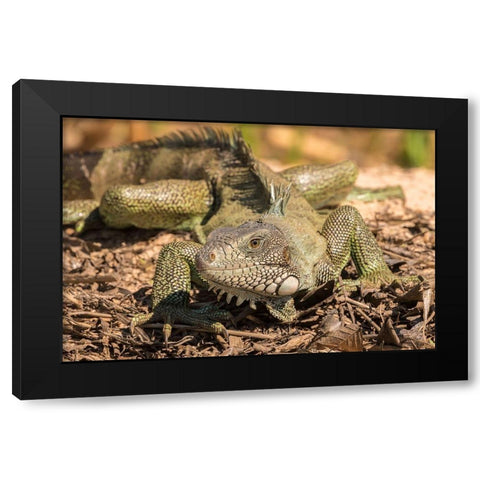 Brazil-Pantanal Green iguana  Black Modern Wood Framed Art Print by Jaynes Gallery