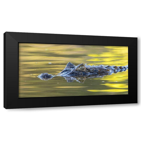 Brazil-Pantanal Jacare caiman reptile in water  Black Modern Wood Framed Art Print by Jaynes Gallery