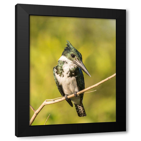 Brazil-Pantanal Amazon kingfisher bird on limb  Black Modern Wood Framed Art Print with Double Matting by Jaynes Gallery