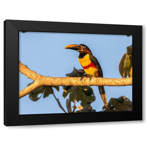Brazil-Pantanal Chestnut-eared aracari bird  Black Modern Wood Framed Art Print by Jaynes Gallery
