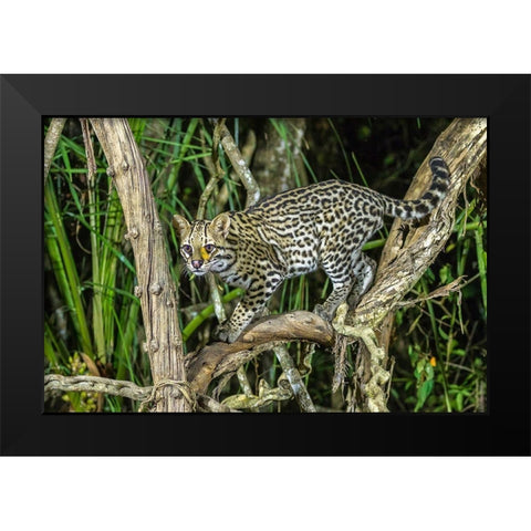 Brazil-Pantanal Ocelot on tree branch  Black Modern Wood Framed Art Print by Jaynes Gallery