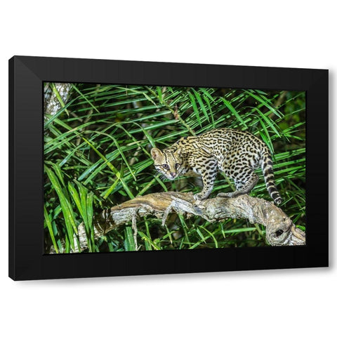 Brazil-Pantanal Ocelot on tree branch  Black Modern Wood Framed Art Print by Jaynes Gallery