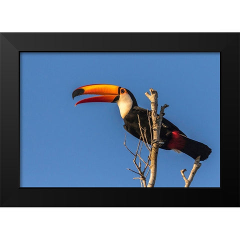 Brazil-Pantanal Toco toucan bird close-up  Black Modern Wood Framed Art Print by Jaynes Gallery