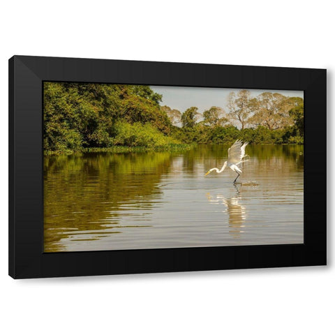 Brazil-Pantanal Great egret fishing  Black Modern Wood Framed Art Print with Double Matting by Jaynes Gallery