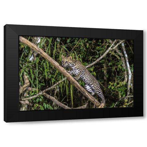 Brazil-Pantanal Ocelot on tree branch  Black Modern Wood Framed Art Print with Double Matting by Jaynes Gallery