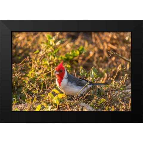 Brazil-Pantanal Red-crested cardinal  Black Modern Wood Framed Art Print by Jaynes Gallery