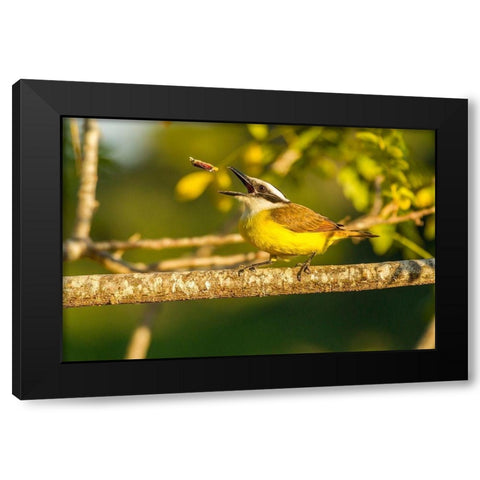 Brazil-Pantanal Kiskadee feeding  Black Modern Wood Framed Art Print with Double Matting by Jaynes Gallery