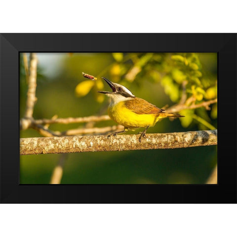 Brazil-Pantanal Kiskadee feeding  Black Modern Wood Framed Art Print by Jaynes Gallery
