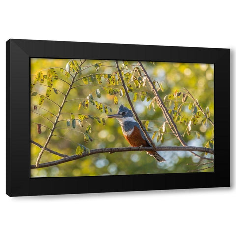 Brazil-Pantanal Close-up of ringed kingfisher  Black Modern Wood Framed Art Print with Double Matting by Jaynes Gallery
