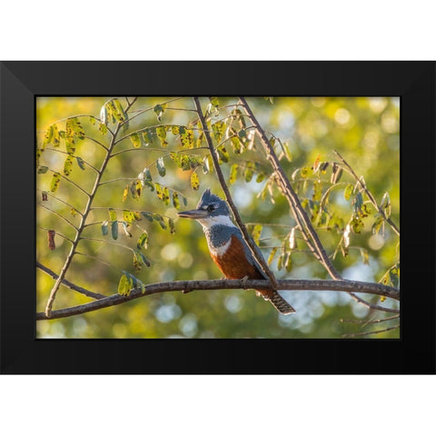 Brazil-Pantanal Close-up of ringed kingfisher  Black Modern Wood Framed Art Print by Jaynes Gallery