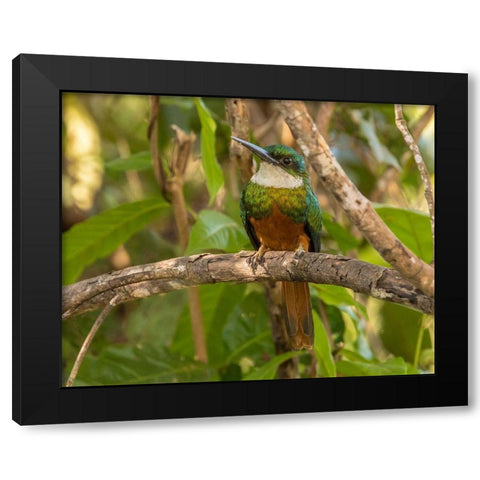 Brazil-Pantanal Rufous-tailed jacamar bird on limb  Black Modern Wood Framed Art Print with Double Matting by Jaynes Gallery
