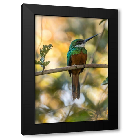 Brazil-Pantanal Rufous-tailed jacamar bird on limb  Black Modern Wood Framed Art Print with Double Matting by Jaynes Gallery