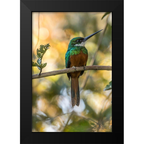 Brazil-Pantanal Rufous-tailed jacamar bird on limb  Black Modern Wood Framed Art Print by Jaynes Gallery