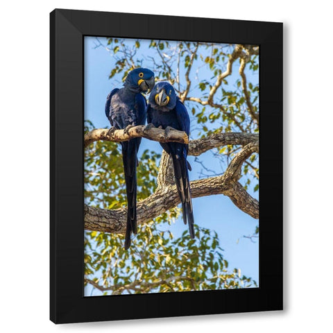 Brazil-Pantanal Hyacinth macaw pair in tree  Black Modern Wood Framed Art Print with Double Matting by Jaynes Gallery