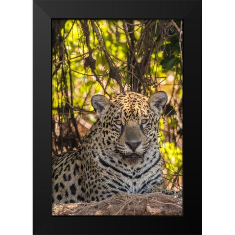 Brazil-Pantanal Close-up of jaguar  Black Modern Wood Framed Art Print by Jaynes Gallery