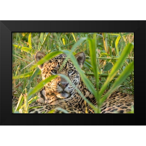 Brazil-Pantanal Close-up of jaguar  Black Modern Wood Framed Art Print by Jaynes Gallery