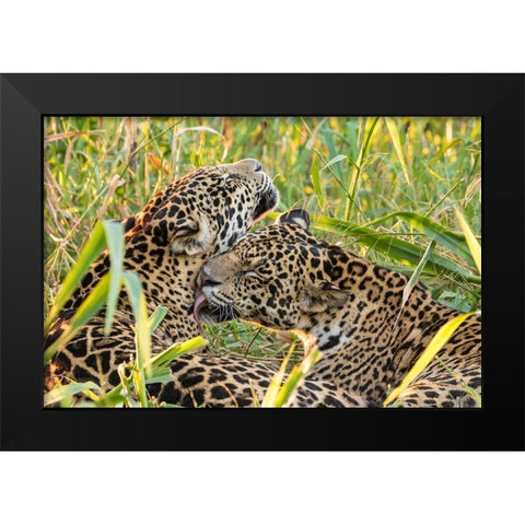 Brazil-Pantanal Close-up of jaguars grooming  Black Modern Wood Framed Art Print by Jaynes Gallery