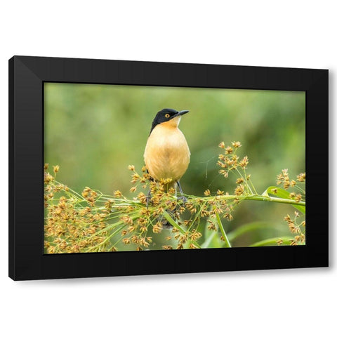 Brazil-Pantanal Black-capped donacobius bird close-up  Black Modern Wood Framed Art Print with Double Matting by Jaynes Gallery