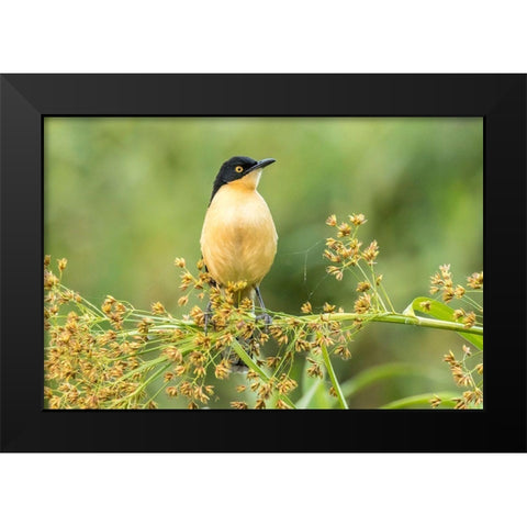 Brazil-Pantanal Black-capped donacobius bird close-up  Black Modern Wood Framed Art Print by Jaynes Gallery