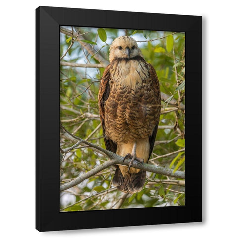 Brazil-Pantanal Black-collared hawk in tree  Black Modern Wood Framed Art Print by Jaynes Gallery