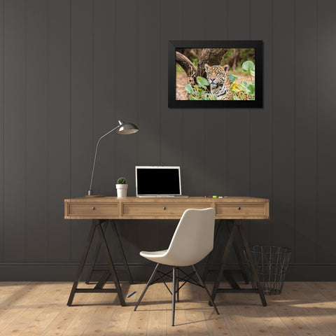 Brazil-Pantanal Close-up of jaguar  Black Modern Wood Framed Art Print by Jaynes Gallery